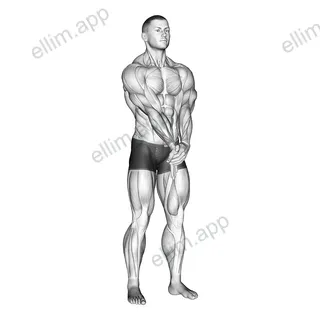 Adduction Hand With Elbow Extended Stretch exercise targeting Forearms