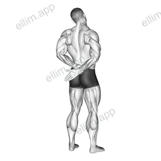 Adduction Of Arm In Back Stretch exercise targeting Back