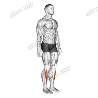 Ankle - Dorsal Flexion exercise targeting Calves