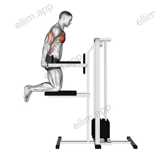 Assisted Chest Dip (kneeling) exercise targeting Chest and Pectoralis Major Sternal Head