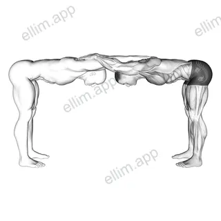 Assisted Trunk Flex Chest Stretch exercise targeting Chest