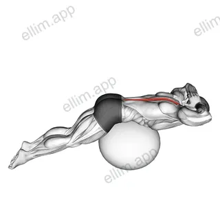 Back Extension on Exercise Ball exercise targeting Back and Erector Spinae