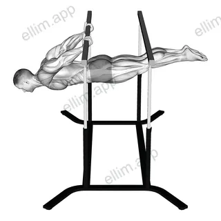 Back lever exercise targeting Back and Erector Spinae