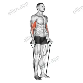 Band alternating biceps curl exercise targeting Upper Arms and Biceps Brachii