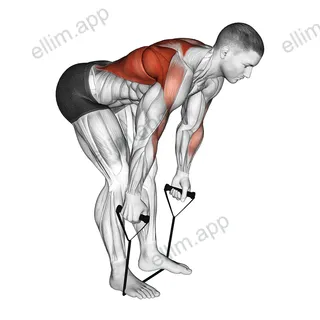 Band bent over row exercise targeting Back