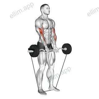 Band EZ Barbell Close grip Curl exercise targeting Upper Arms