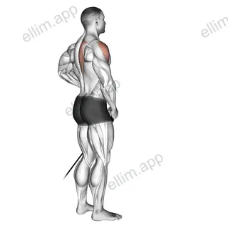 Band front lateral raise exercise targeting Shoulders and Deltoid Anterior
