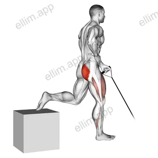 Band One Arm Single Leg Split Squat exercise targeting Hips and Gluteus Maximus