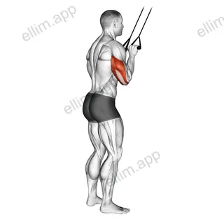 Band Pushdown exercise targeting Upper Arms and Triceps Brachii