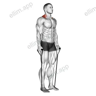 Band shrug exercise targeting Back and Trapezius Upper Fibers