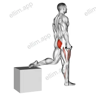 Band single leg split squat exercise targeting Hips and Gluteus Maximus