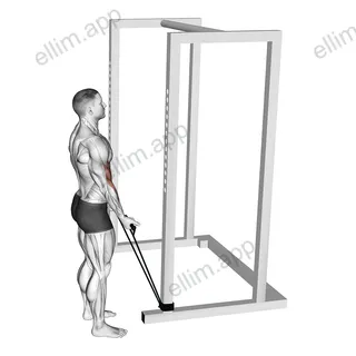 Band Standard Biceps Curl exercise targeting Upper Arms and Biceps Brachii