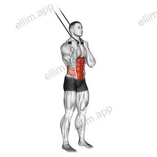 Band standing crunch exercise targeting Waist and Rectus Abdominis