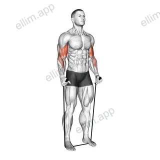 Band Standing Hammer Curl exercise targeting Upper Arms and Brachioradialis
