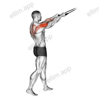Band standing rear delt row exercise targeting Shoulders and Deltoid Posterior