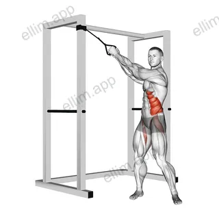 Band twist (up-down) exercise targeting Waist