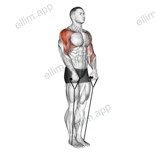Band Upright Row (Under two feet) exercise targeting Shoulders and Deltoid Lateral