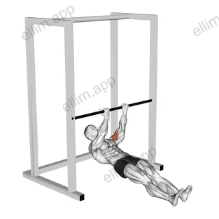 Bar Biceps Curl exercise targeting Upper Arms