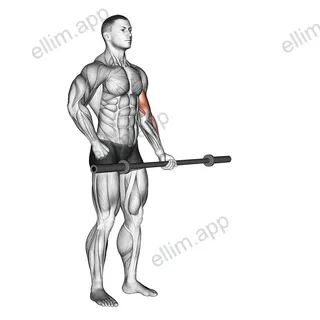 Barbell Alternate Biceps Curl exercise targeting Upper Arms and Biceps Brachii