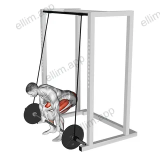 Barbell Band Assisted Deadlift exercise targeting Hips