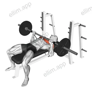 Barbell Banded Bench Press exercise targeting Chest