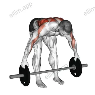 Barbell Bent Over Wide Row Plus exercise targeting Back and Infraspinatus