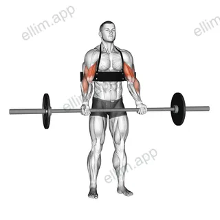 Barbell Biceps Curl (with arm blaster) exercise targeting Upper Arms and Biceps Brachii