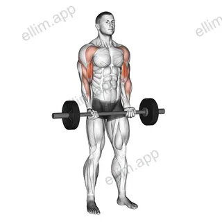 Barbell Drag Curl exercise targeting Upper Arms and Biceps Brachii