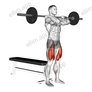 Barbell Front Bench Squat exercise targeting Thighs and Gluteus Maximus
