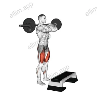 Barbell Front Step Up exercise targeting Thighs and Gluteus Maximus