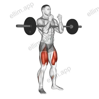 Barbell full Zercher Squat exercise targeting Thighs and Gluteus Maximus