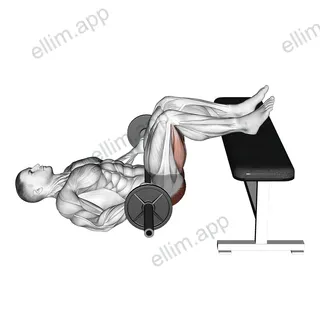 Barbell Glute Bridge Two Legs on Bench exercise targeting Hips and Gluteus Maximus