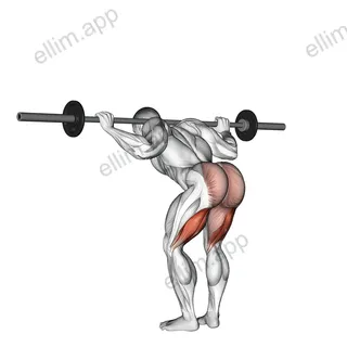 Barbell Good Morning exercise targeting Thighs and Hamstrings