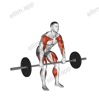 Barbell Hang Clean Below the Knees exercise targeting Weightlifting
