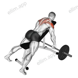 Barbell Incline Rear Delt Row exercise targeting Back