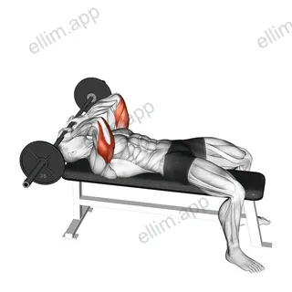 Barbell Lying Triceps Extension Skull Crusher exercise targeting Upper Arms and Triceps Brachii