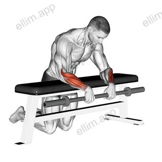 Barbell Palms Down Wrist Curl Over A Bench exercise targeting Forearms and Wrist Extensors