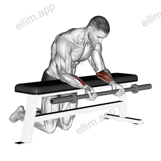 Barbell Palms Up Wrist Curl Over A Bench exercise targeting Forearms and Wrist Flexors
