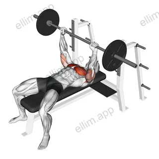 Barbell Pause Bench Press exercise targeting Chest and Pectoralis Major Sternal Head