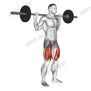 Barbell Quarter Squat exercise targeting Thighs and Gluteus Maximus