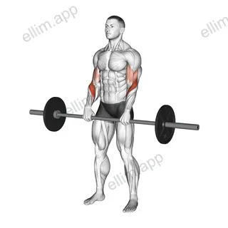 Barbell Reverse Curl exercise targeting Forearms and Brachioradialis