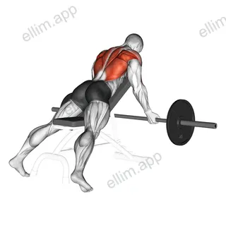 Barbell Reverse Grip Incline Bench Row exercise targeting Back and Infraspinatus
