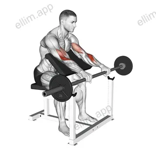 Barbell Reverse Preacher Curl exercise targeting Forearms and Brachioradialis