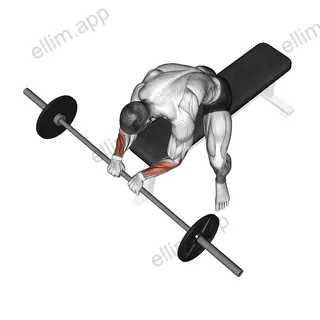 Barbell Reverse Wrist Curl exercise targeting Forearms and Wrist Extensors