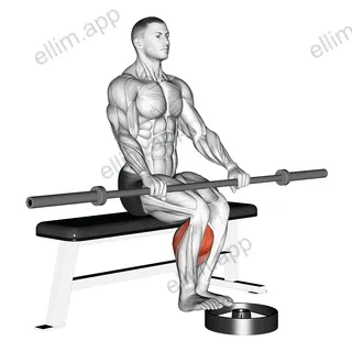 Barbell Seated Calf Raise exercise targeting Calves and Gastrocnemius