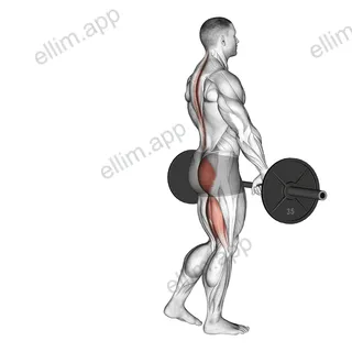 Barbell Single Leg Deadlift exercise targeting Hips and Gluteus Maximus