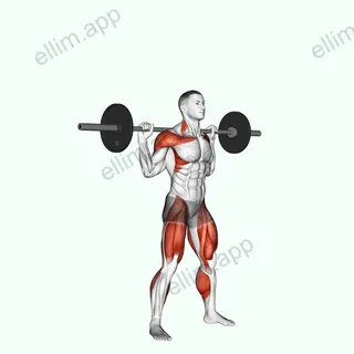 Barbell Snatch Balance exercise targeting Weightlifting and Adductor Magnus