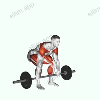 Barbell Split Clean exercise targeting Weightlifting and Biceps Brachii