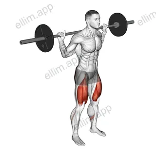 Barbell Squat 2 sec Hold exercise targeting Thighs and Gluteus Maximus