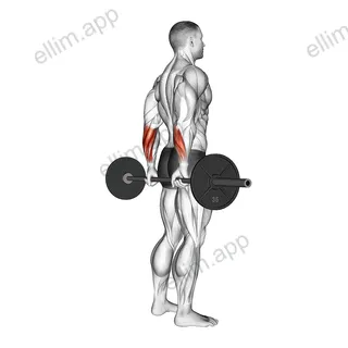Barbell Standing Back Wrist Curl exercise targeting Forearms and Wrist Flexors